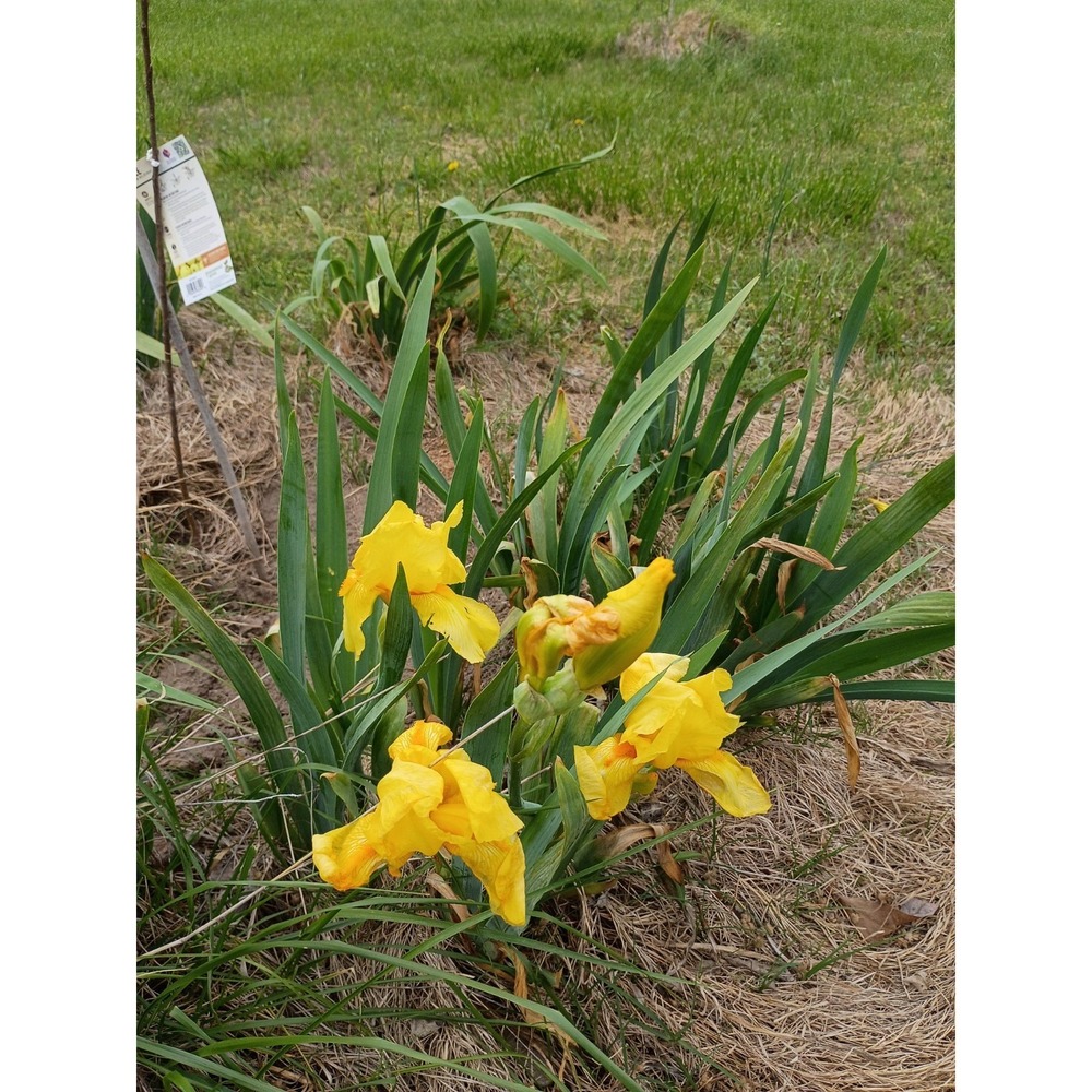 Yellow German Bearded Iris Rhizomes Zone 3-10 Limited Quantities Available - Picture 2 of 2